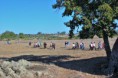 /album/arez-quinhentista-celebracao-dos-500-anos-da-fundacao-da-misericordia-e-da-concessao-do-foral1/img-0662-jpg/